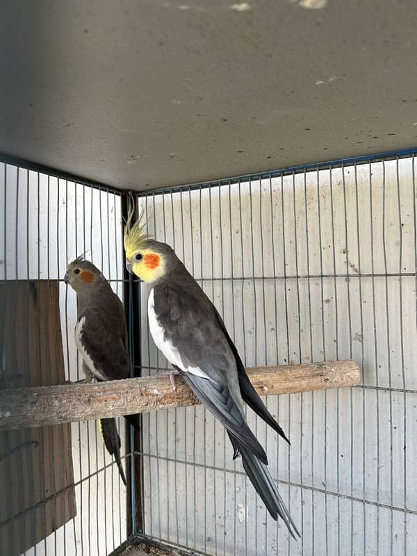 cockatiels breeder pair and lutino breeder female 6