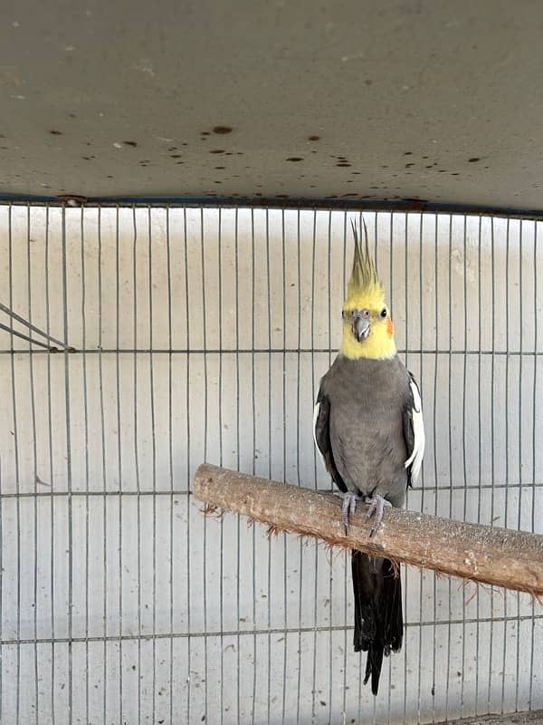 cockatiels breeder pair and lutino breeder female 7