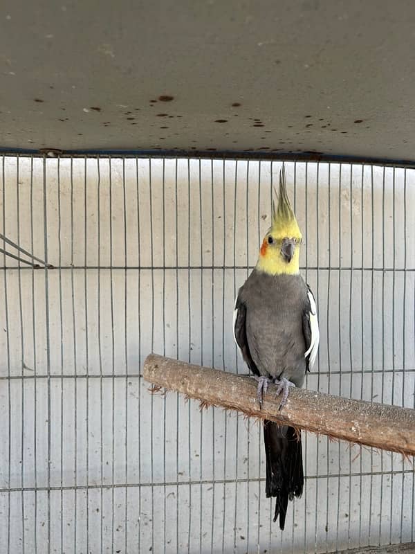 cockatiels breeder pair and lutino breeder female 8