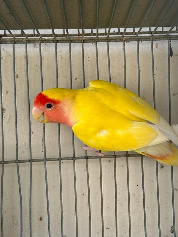 cockatiels breeder pair and lutino breeder female 9