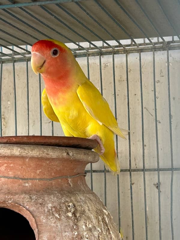 cockatiels breeder pair and lutino breeder female 10