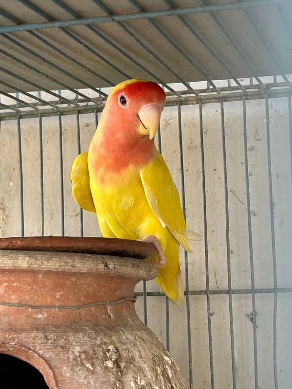 cockatiels breeder pair and lutino breeder female 11