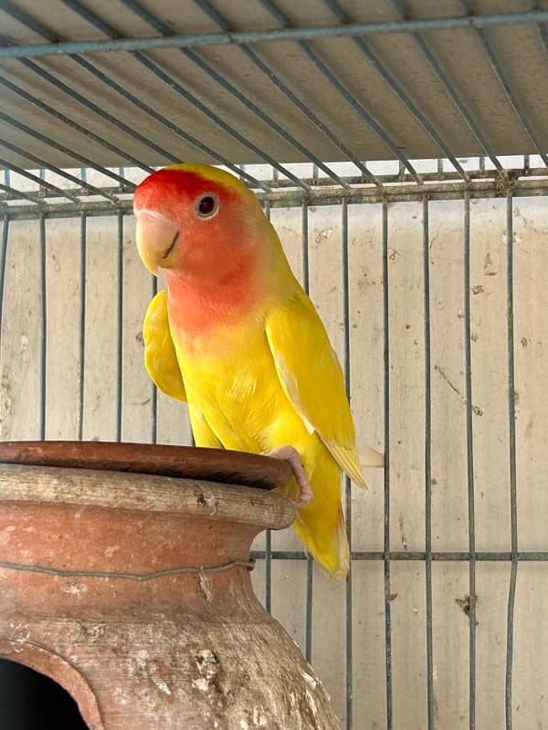 cockatiels breeder pair and lutino breeder female 12