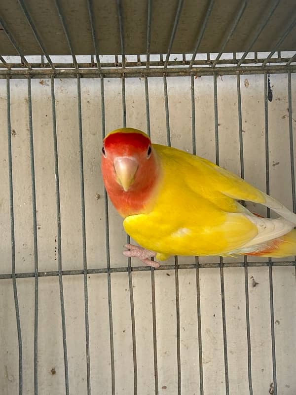 cockatiels breeder pair and lutino breeder female 13