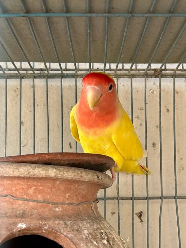 cockatiels breeder pair and lutino breeder female 14