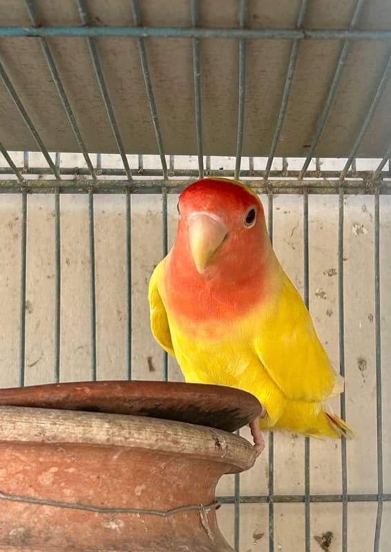 cockatiels breeder pair and lutino breeder female 15