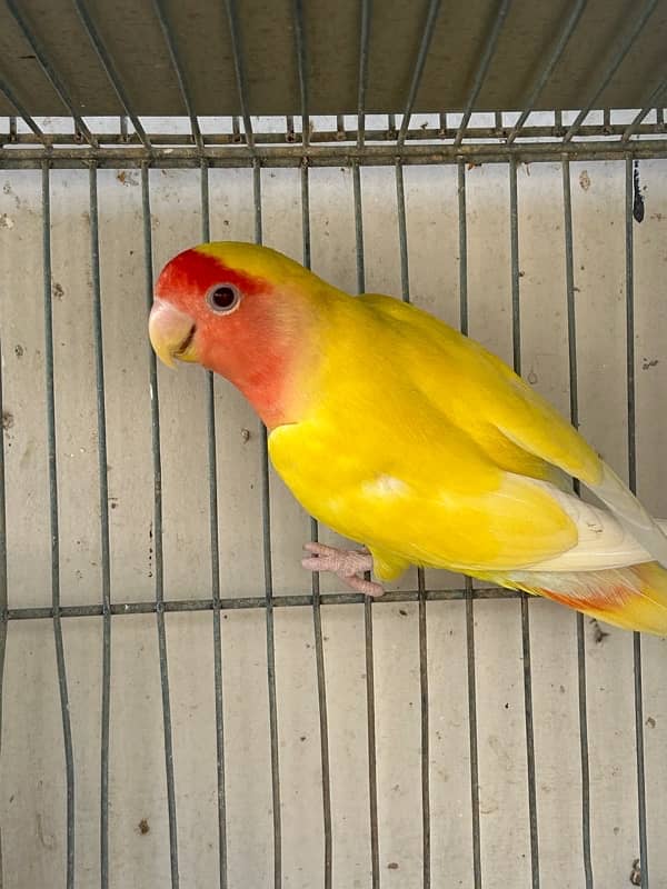 cockatiels breeder pair and lutino breeder female 16