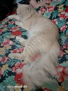 Adult Persian female in fawn color,03082214157 whtsp