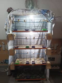 Finches & Cage For sell