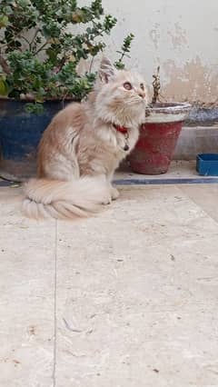 Persian beautiful male cat