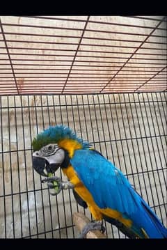 Blue Gold Macaw