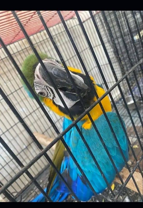 Blue Gold Macaw 1