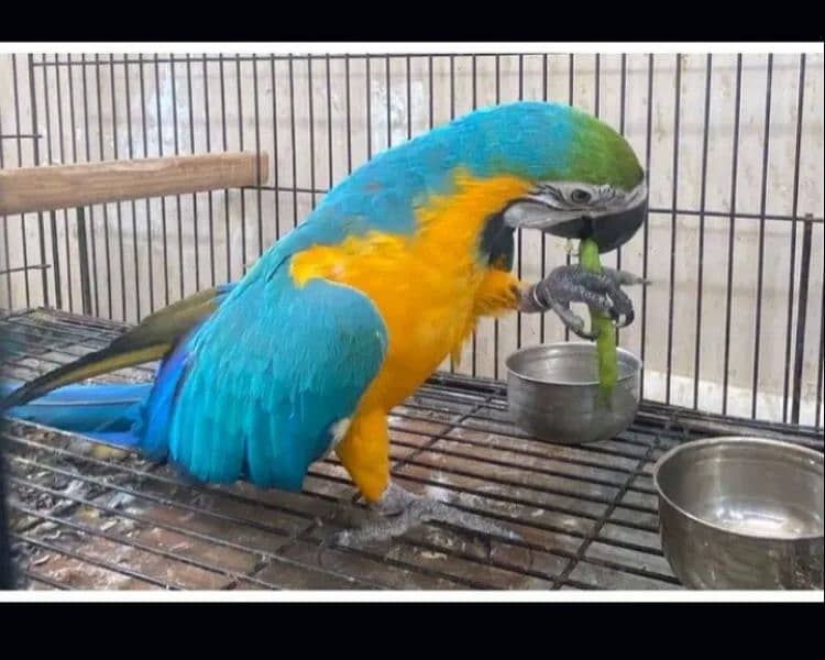 Blue Gold Macaw 2