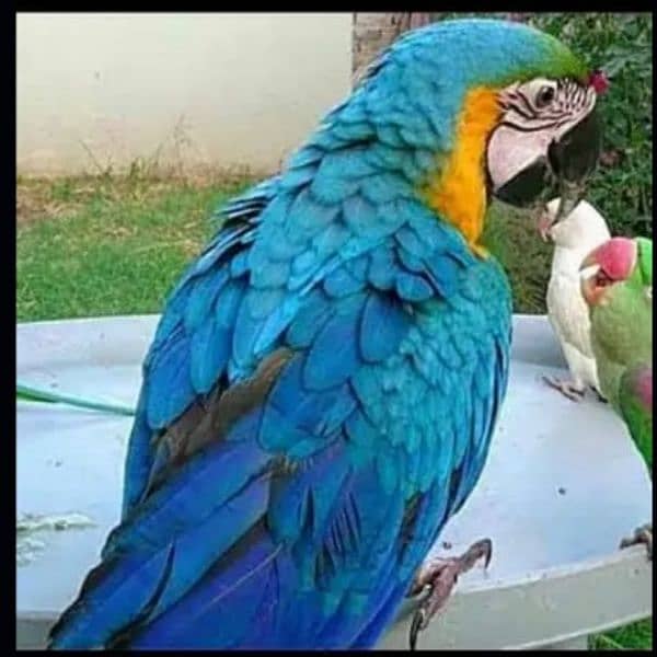 Blue Gold Macaw 3