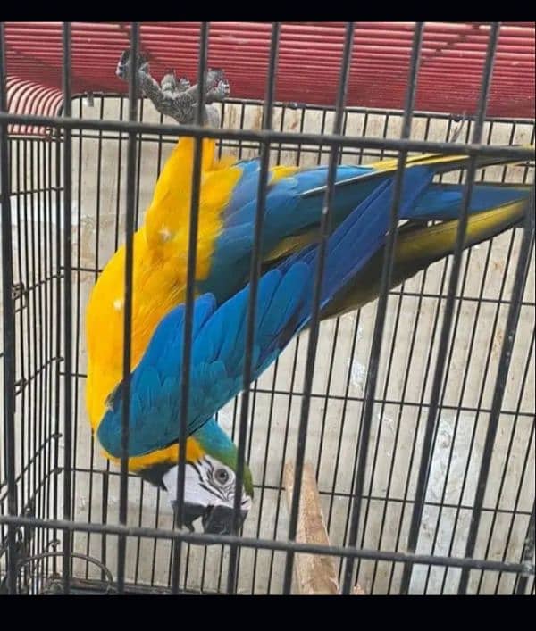 Blue Gold Macaw 4