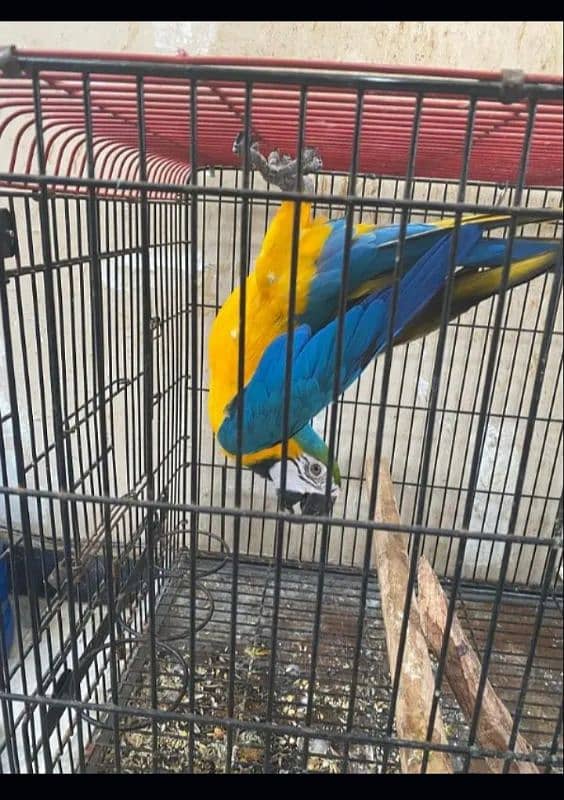 Blue Gold Macaw 5