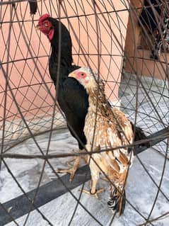 Aseel Mianwali Breeder Pair For Sell