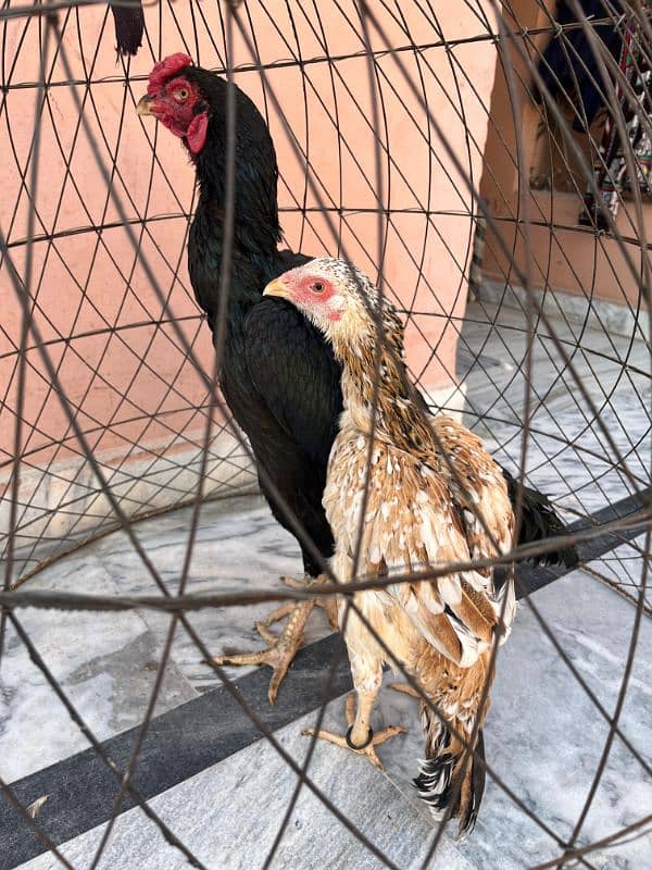 Aseel Mianwali Breeder Pair For Sell 0