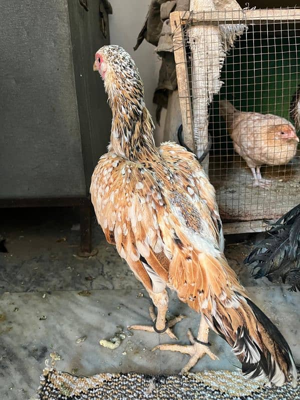 Aseel Mianwali Breeder Pair For Sell 9