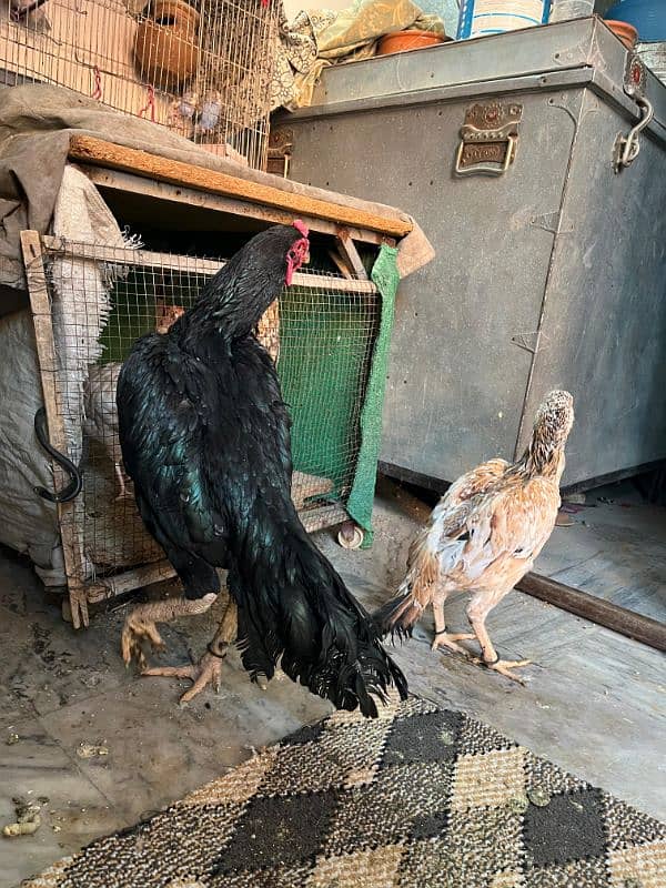 Aseel Mianwali Breeder Pair For Sell 16