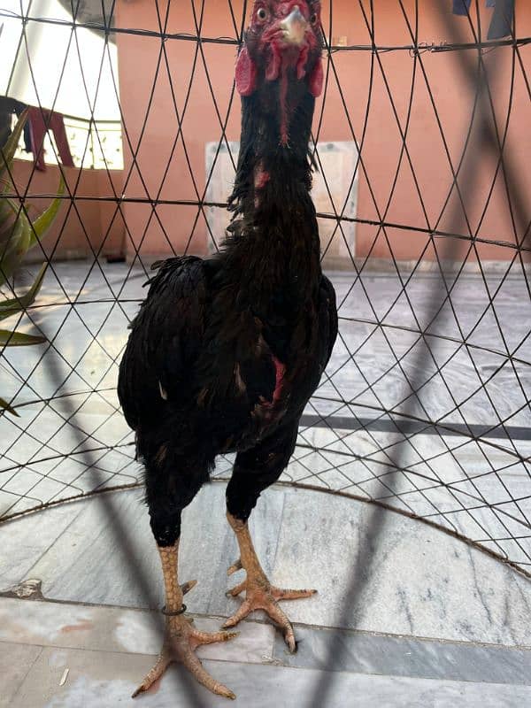 Aseel Mianwali Breeder Pair For Sell 19