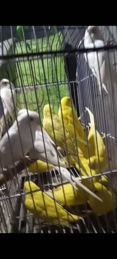 AUSTRALIAN PARROTS fallow red eyes o31966431o3