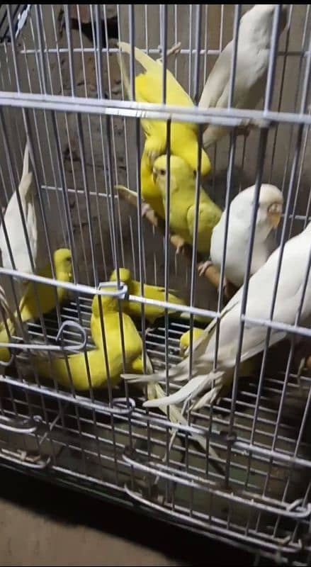 AUSTRALIAN PARROTS fallow red eyes o31966431o3 3