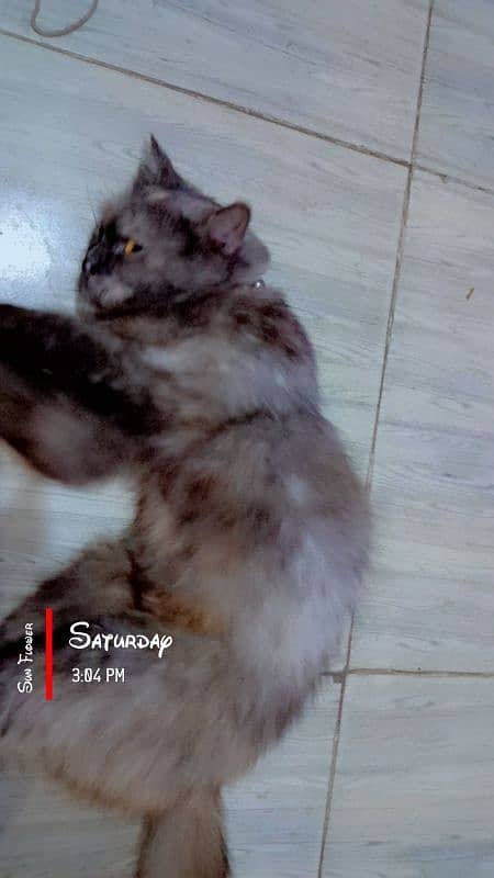 persian cat urgent 4 sale Whatsapp number 03014309485 2