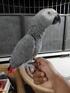 African Grey Red factor Hand tamed