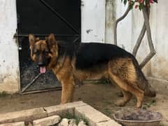 top quality german shepherd male, big size