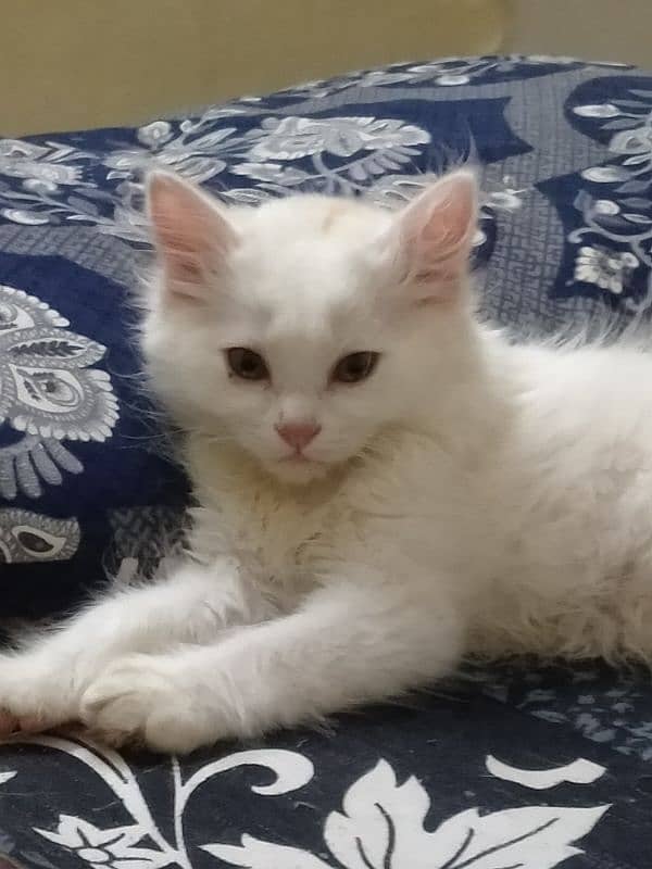 Persian Kittens for sale 0