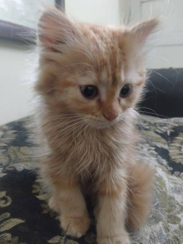 Persian Kittens for sale 1