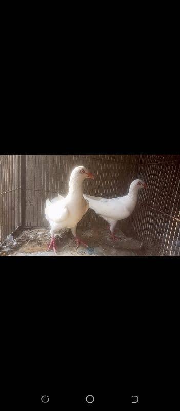 Fancy Pigeons 1