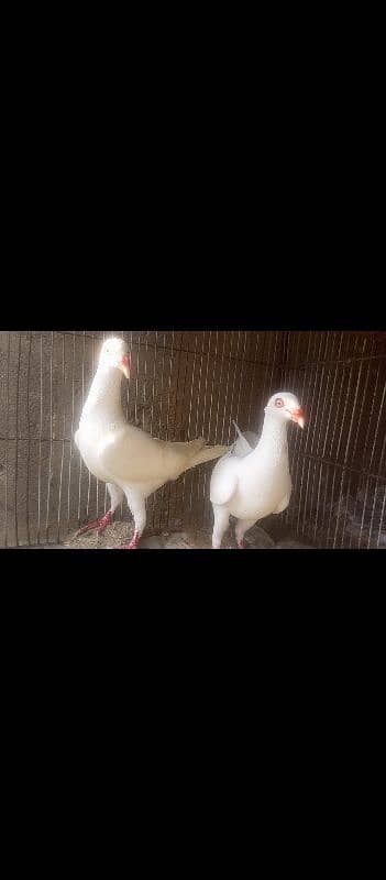 Fancy Pigeons 3