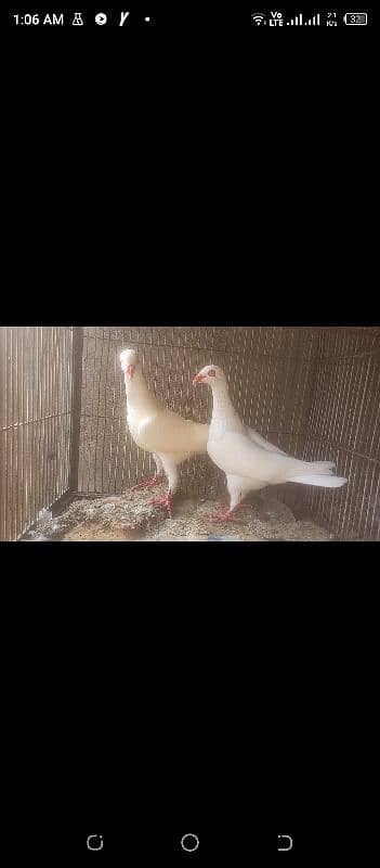 Fancy Pigeons 4