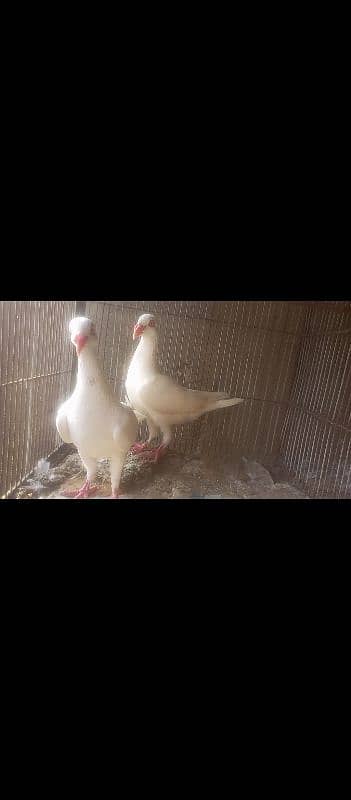 Fancy Pigeons 6