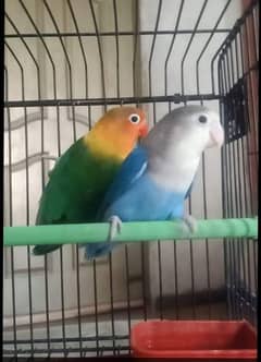 love bird 3 breader pair for sale