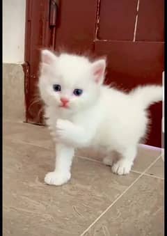 Persian Cats baby 3 available