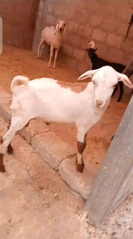 Bakra urjant sell 1