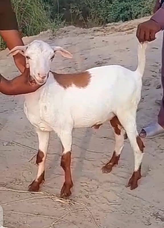 Bakra urjant sell 2