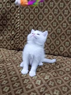 Persian double coated kitten healthy & fluffy