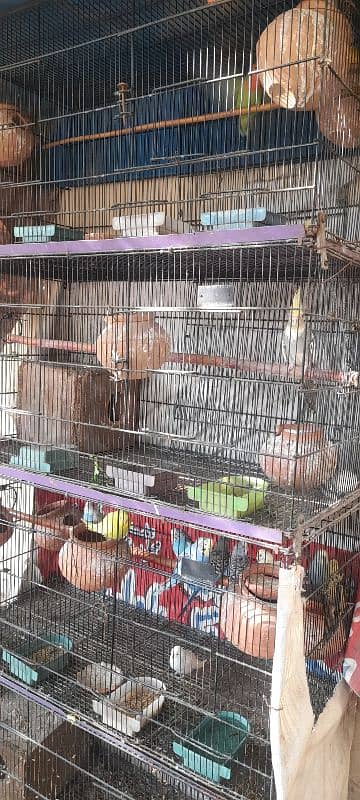 cage with birds for sale 0