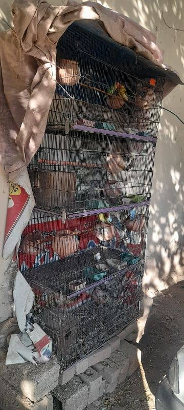 cage with birds for sale 1