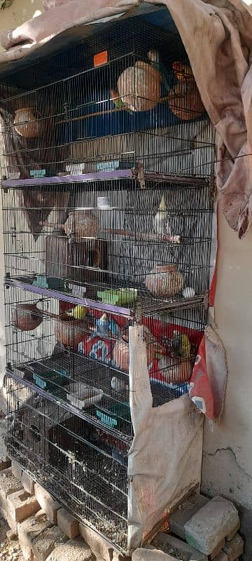 cage with birds for sale 2