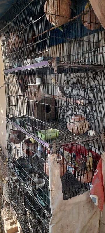 cage with birds for sale 3