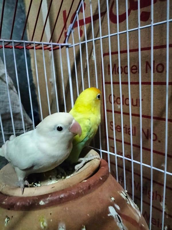 love birds albino 0