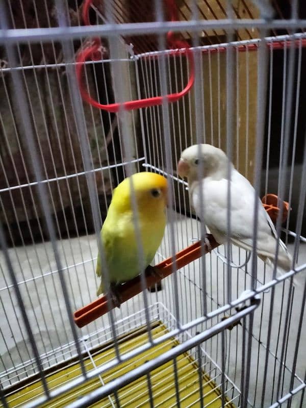 love birds albino 2