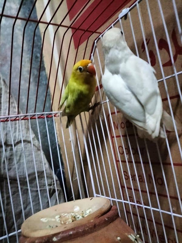 love birds albino 3