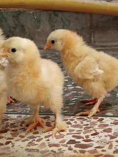 golden heavy chicks for sale