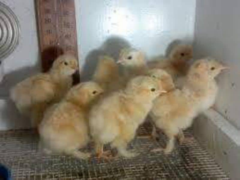 golden heavy chicks for sale 1